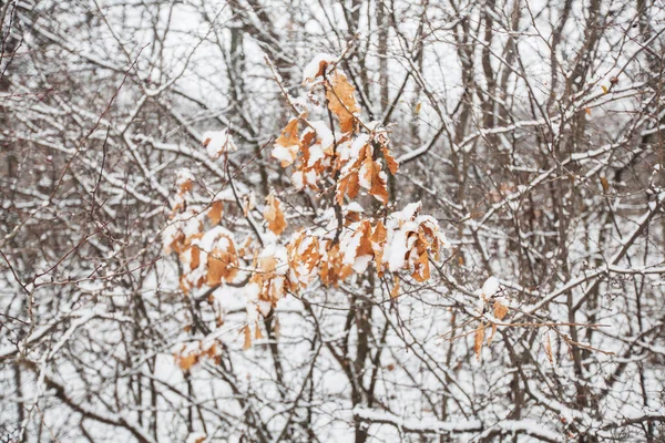 Winter Snowy Day Nature Landscape — Stock Photo, Image