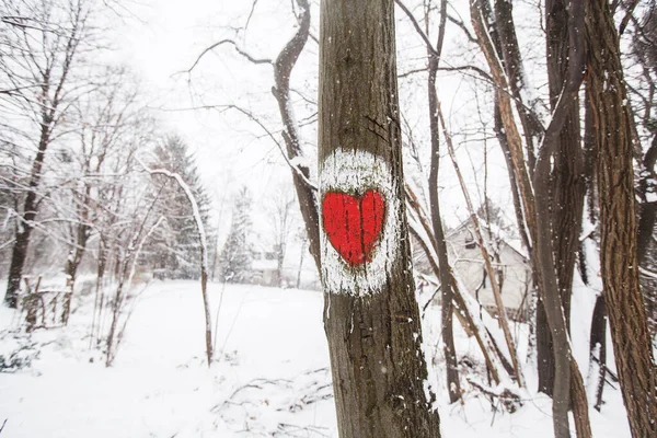 Marked hiking trail, heart shape sign on the tree. Winter cold snowy day.