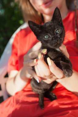 Siyah sevimli kedi yavrusu insan ellerinde dinleniyor.