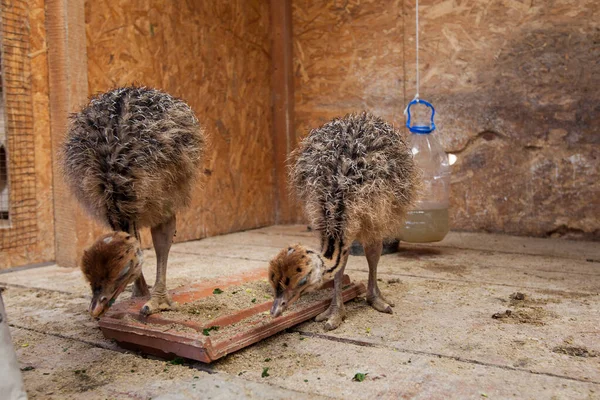 Little Ostrich Cub Ostrich Farm — Stock Photo, Image