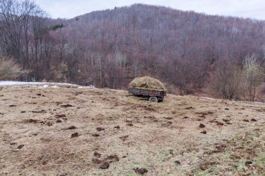 Kırsal alan. Tarlalardaki traktör römorkunda saman. Bahar geldi..  