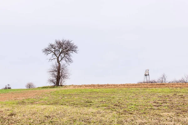 Lonely Tree Field Nature Landscape Copy Space Spring Cloudy Sky — стоковое фото