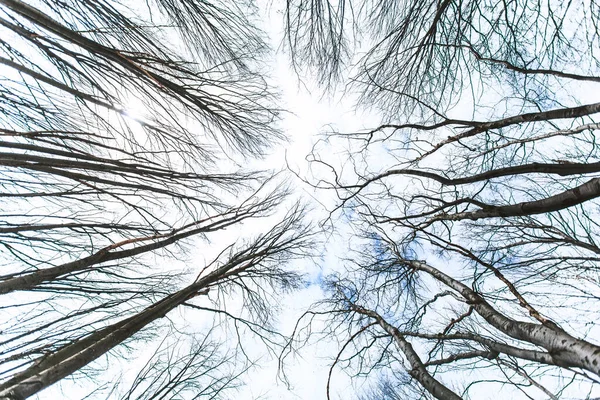 Ramas Bosque Invierno Vista Hacia Arriba Hermoso Paisaje Natural —  Fotos de Stock