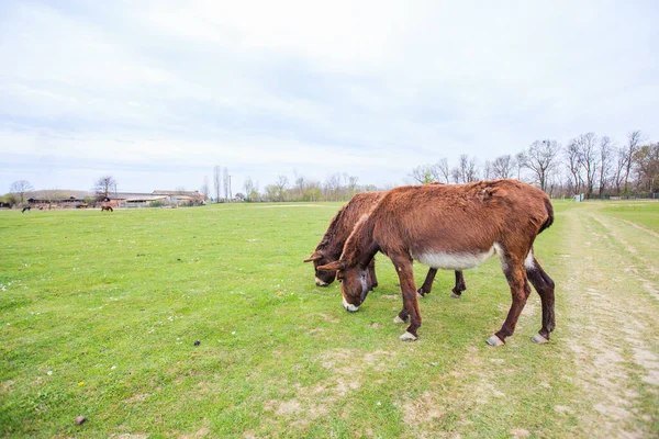 Donkeys grazing on pasture, domestic animal , Balkan donkey, nature landscape, livestock, spring day, eco farming.