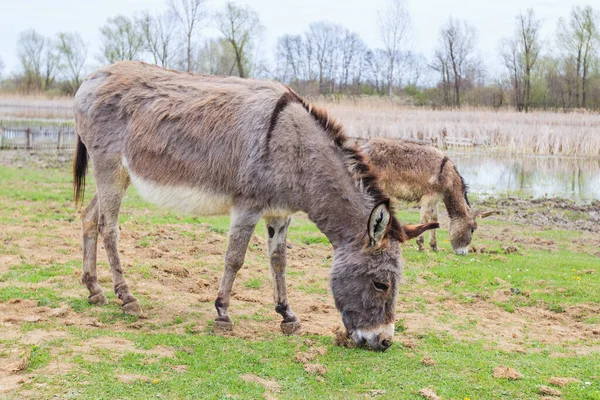 Donkeys Grazing Pasture Domestic Animal Balkan Donkey Nature Landscape Livestock — Stock Photo, Image