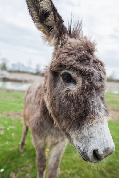 Donkeys Grazing Pasture Domestic Animal Balkan Donkey Nature Landscape Livestock — Stock Photo, Image