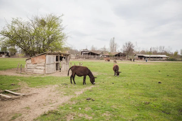 Otlakta Otlayan Eşekler Evcil Hayvanlar Balkan Eşeği Doğa Manzarası Çiftlik — Stok fotoğraf