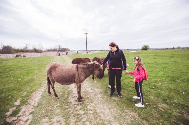 Doğa koruma alanındaki çayırlarda otlayan eşekler, evcil hayvanlarla rahatlayan aile, ilkbahar manzarası..