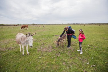Doğa koruma alanındaki çayırlarda otlayan eşekler, evcil hayvanlarla rahatlayan aile, ilkbahar manzarası..