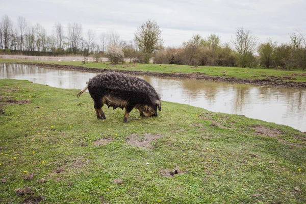 Varkens Grazen Groene Weide Van Eco Boerderij Natuur Platteland Landelijk — Stockfoto