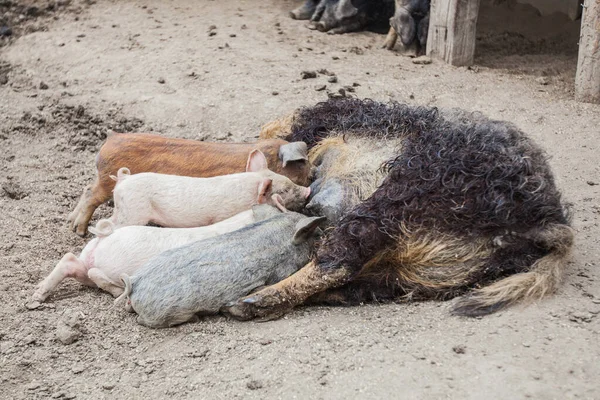 Malá Selátka Sající Prasečí Ekofarm Prasata Krmící Selata Stodole — Stock fotografie