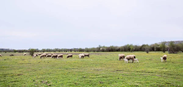 Juhállományok Legeltetés Mezőgazdasági Gazdaság Tavaszi Nap Vidéki Természet Táj — Stock Fotó