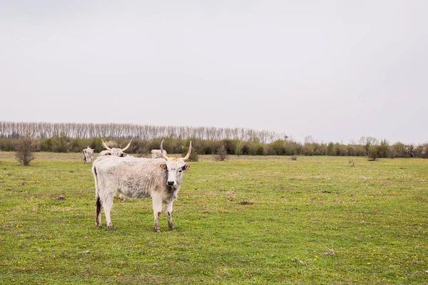 春の日 農村風景 農業のエコファームで緑の牧草地のポドリア牛 — ストック写真