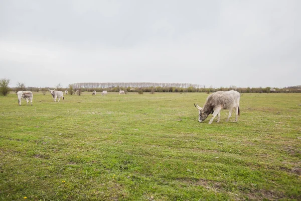 Podoliaans Vee Groene Weide Ecofarmaceutische Weiden Weiden Lentedag Landelijk Landschap — Stockfoto