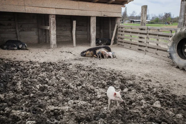 Malá Selátka Sající Prasečí Ekofarm Prasata Krmící Selata Stodole — Stock fotografie