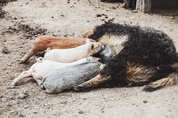 Pequeños Lechones Amamantando Cerda Ecofarm Cerdo Alimenta Los Lechones Granero —  Fotos de Stock