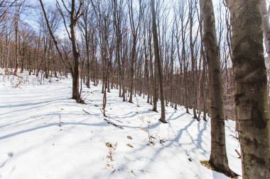 Doğa manzarası. Kış güneşi. Sırbistan 'ın doğusundaki sıradağlar. Homolje Dağları 