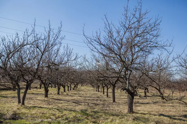 Agriculture Verger Pommiers Premiers Jours Printemps — Photo