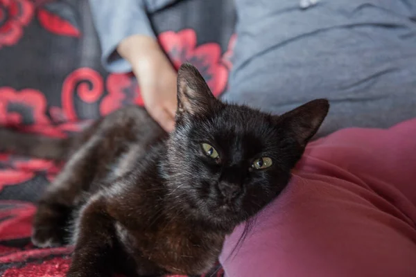 Negro Lindo Gatito Relajante Cama Casa — Foto de Stock