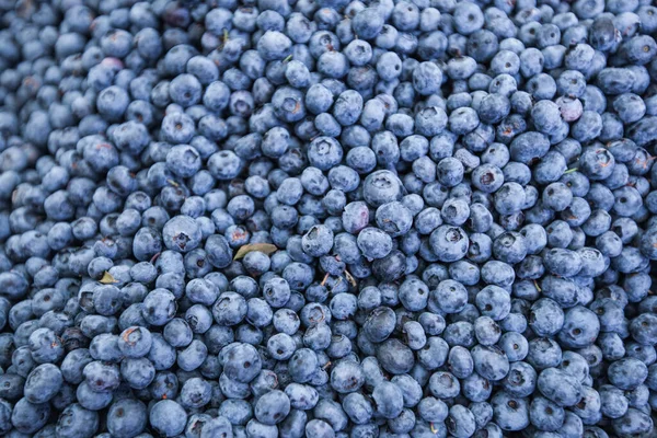 Bleuets Biologiques Frais Sains Antioxydant Nourriture Été Marché Des Agriculteurs — Photo