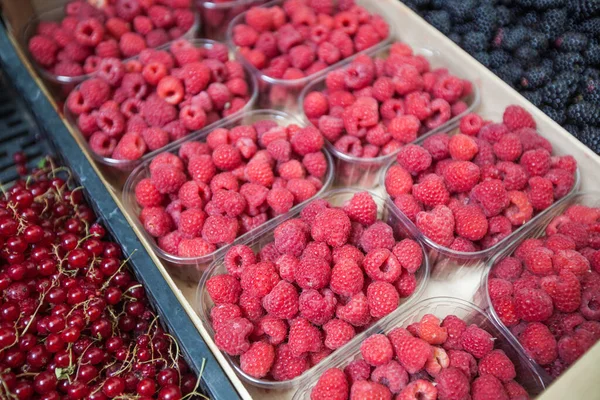 在公开市场上吃甜成熟的覆盆子 健康食品 有机水果 — 图库照片