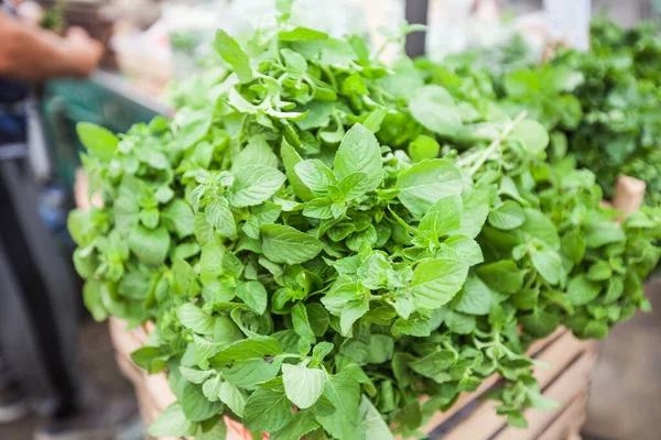 Новий Aromatic Herbs Mint Мента Піперіта Популярні Трави Місцеві Фермери — стокове фото