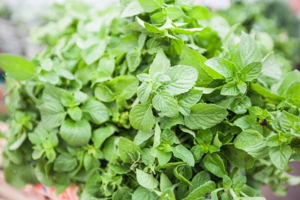 Fresh Aromatic Herbs Mint Mentha Piperita Popular Herbs Local Farmers — Stock Photo, Image