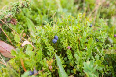 Çalılıklarda taze organik yaban mersinleri. Sağlıklı antioksidan yiyecekler. Tarlalarda doğal olarak büyür.