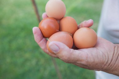 Tavuk yumurtası tutan yaşlı çiftçinin elleri. Yurtiçi organik gıdalar.