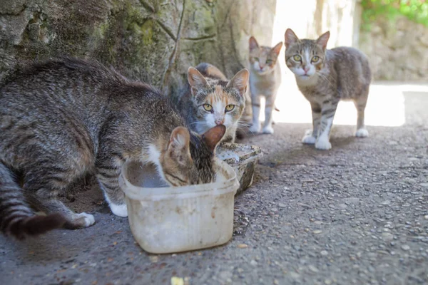 Domácí Venkovské Kočky Jedí Krabice Před Domem Letní Světlo — Stock fotografie