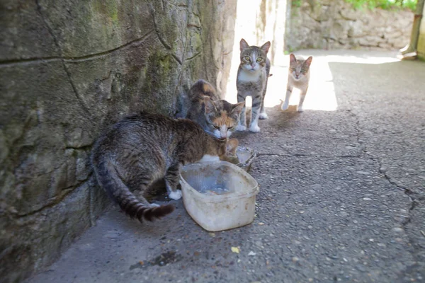 Domácí Venkovské Kočky Jedí Krabice Před Domem Letní Světlo — Stock fotografie