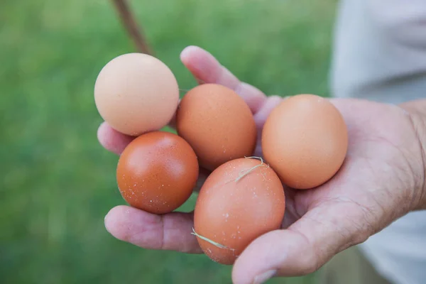 Closeup Old Farmer Hands Holding Chicken Eggs Domestic Organic Foods — Stock Photo, Image