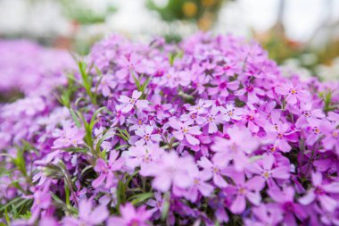 Bahçede çiçek açan pembe bahar çiçekleri..