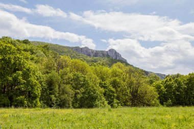 Sırbistan 'ın en yüksek dağı Miroc' un manzarası. Yaz günü yeşil orman.