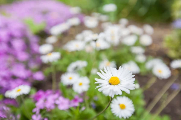 自然光の庭で一般的なデイジー春の花 — ストック写真