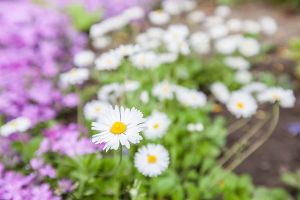 自然光の庭で一般的なデイジー春の花 — ストック写真