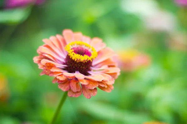 Hermosa flor —  Fotos de Stock