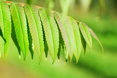 güzel renkli çiçek