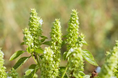 Bahar bitki fesleğen