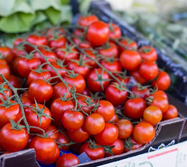 Tomates vermelhos frescos maduros — Fotografia de Stock