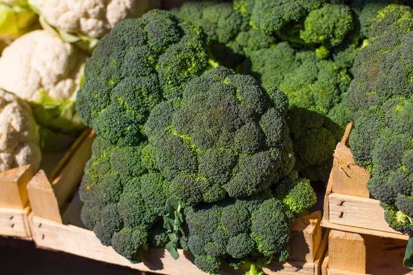 Fresh Broccoli — Stock Photo, Image