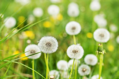 bahar çiçekleri karahindiba