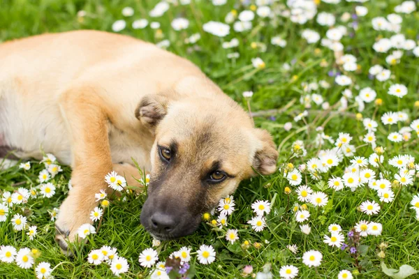 Roztomilý malý štěně jaro se těší — Stock fotografie
