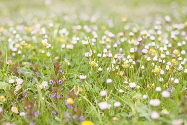 Flores de primavera margaritas —  Fotos de Stock
