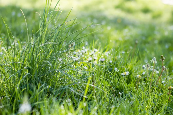 Hierba verde primavera —  Fotos de Stock