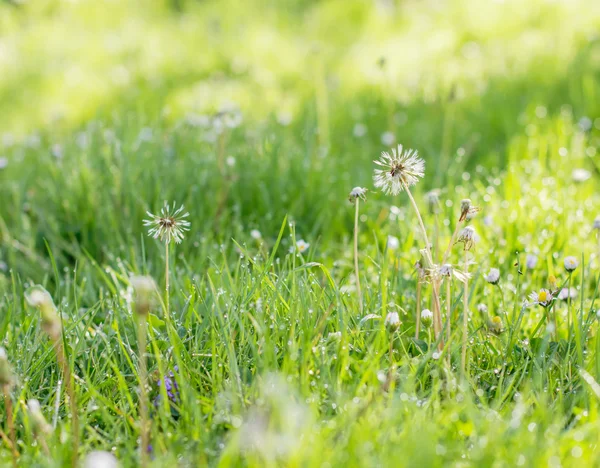 Hierba verde primavera —  Fotos de Stock