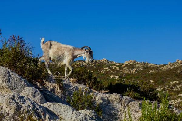 Wild Goats In Greece — 图库照片