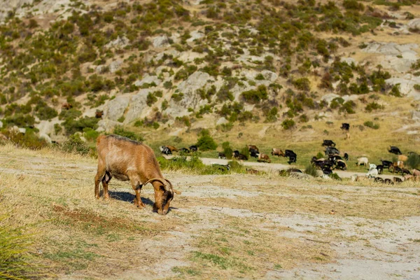 Wild Goats In Greece — Zdjęcie stockowe