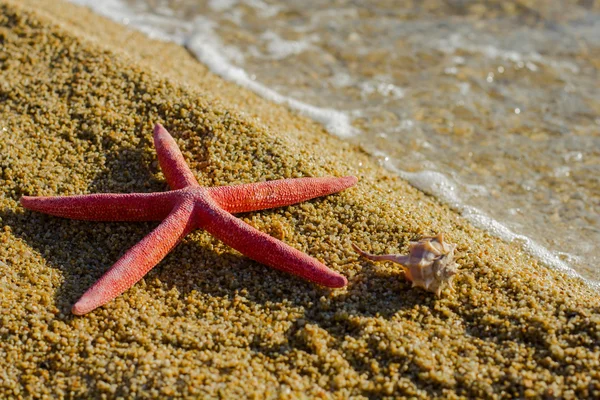 Zomer vakantie vakantie reizen strand Starfish — Stockfoto