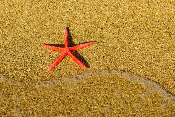 Vacanze estive Vacanze Viaggi Spiaggia Starfish — Foto Stock